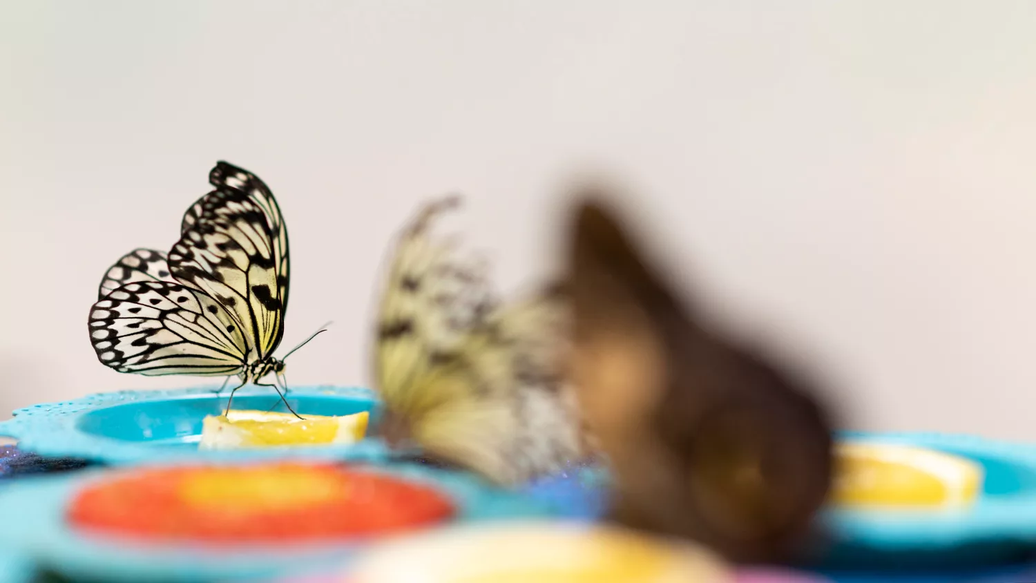 🎨 Expositions de l’été à Aquaterra