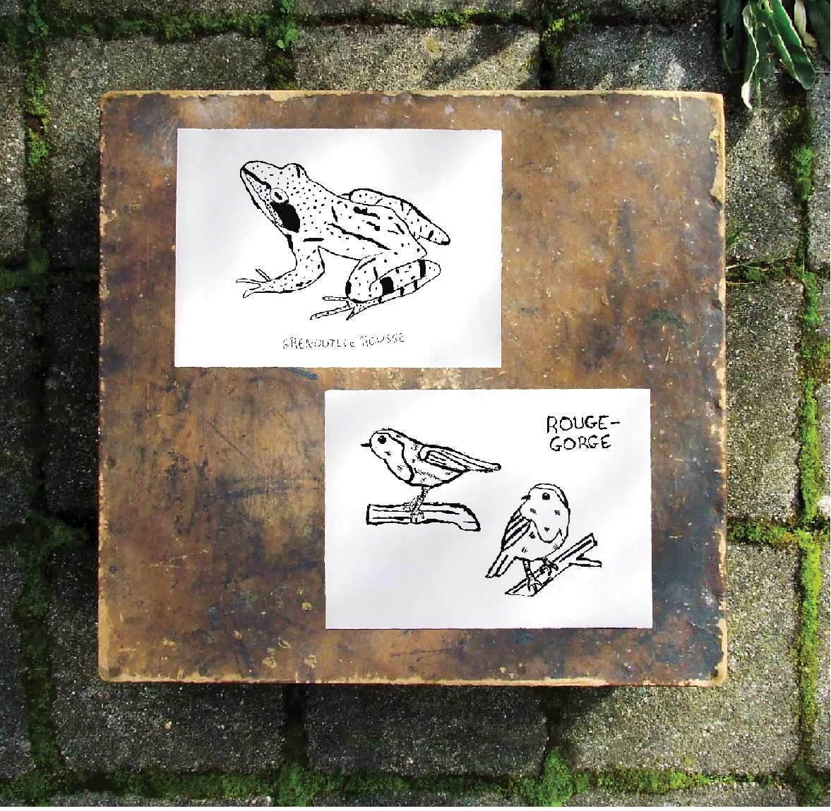 Initiation au dessin naturaliste