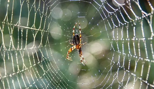 Dans les fils des araignées à Aquaterra