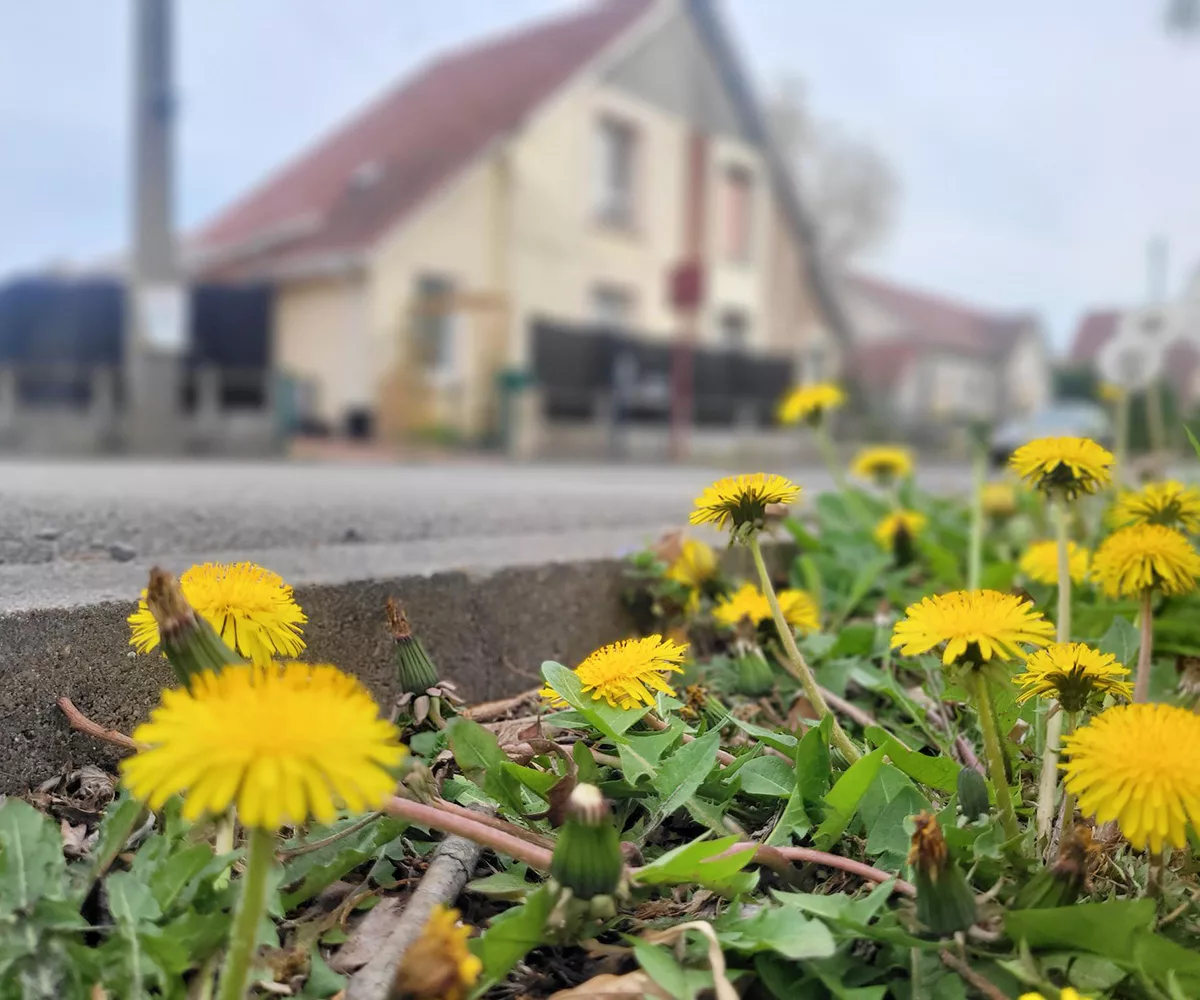 Balade et relevé de la faune et de la flore