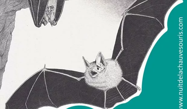 Des chauves-souris à Aquaterra
