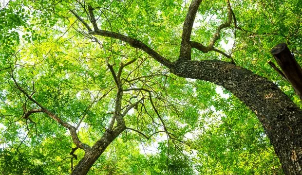 Balade contée sous les arbres à Aquaterra