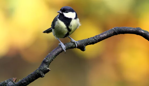 L’éco-cantine pour oiseaux gourmets à Aquaterra